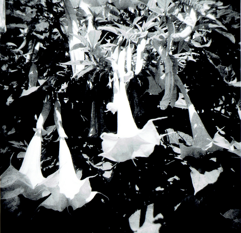 Illustration for article titled First Batch from the Holga